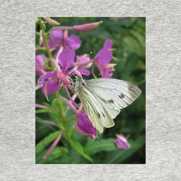 The Cabbage White Butterfly by MagsWilliamson